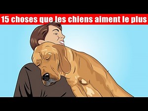 15 choses que les chiens aiment le plus | Incroyablement Top
