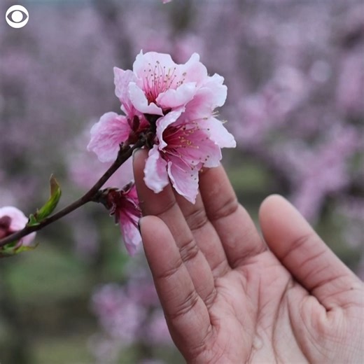 5.2K views · 347 reactions | SPRING BLOSSOMS: People were seen admiring a sea of pink blossoms on peach and pear trees in bloom in Spain recently. The display of pink flowers draws thousands of people each spring. | CBS Newspath | Facebook