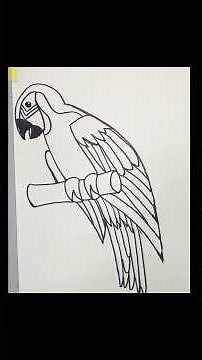 How to Draw a Macaw Parrot (Step by Step)