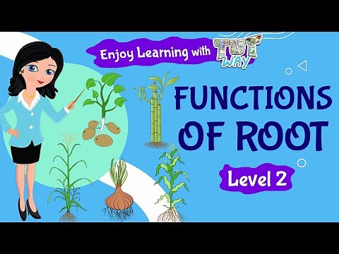 Functions of Root & Its Structure | Science For Kids | Tutway