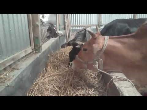 Beautiful Cows Eating Hay in the Barn | Peaceful Farm Life Video