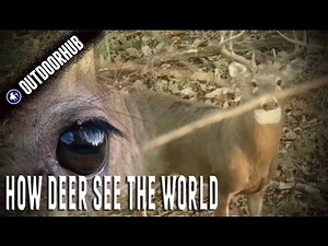 How A Deer’s Eye Really Works