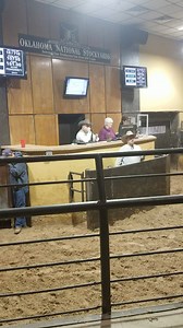24 hd. of feeder steers. 845lb. Avg @ $1.47/lb. | Oklahoma National Stockyards Company