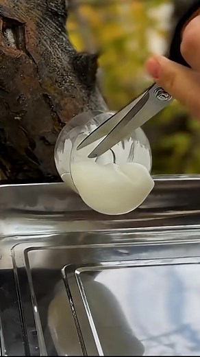 The Art of Harvesting Natural Rubber 🌳: Simplified Techniques for Rubber Extraction | Hacks Hub