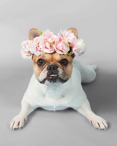 Pet food packaging machinery