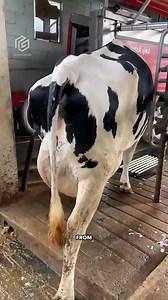 186K views · 1.2K reactions | Cow Milk Robots in Japan! 勞 | Go Movie | Facebook