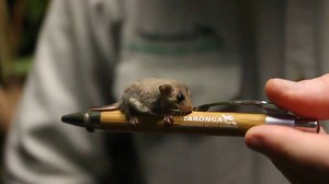 Take a closer look because these little fellas rarely venture to the ground. | National Geographic