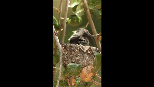 Anna's Hummingbird Nest