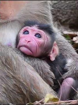 So Cute Baby Monkey Moments in Mommy's arms #babymonkeys #animallife #animals