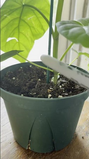 Ficus Umbellata Care