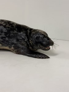 2.9K views · 60 reactions | National Aquarium on Reels | Facebook