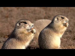 Fascinating World of Prairie Dogs - Amazing Facts about Prairie Dogs