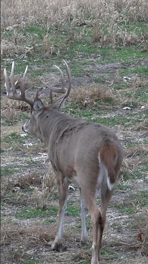 Perfect Shot!! Did you hear the snort wheeze?