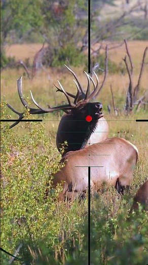 Big Elk Hunting | Caccia al grande alce | Caza de alces grandes