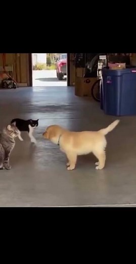 Köpek tek sandı kediyi ama ☠️😹😹😹 #shortsyoutube #cat