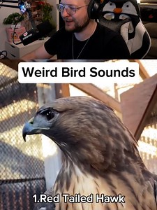 Verrückte Vögel: Kuriose Vogelstimmen & Reaktionen