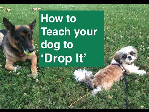 How To Teach Your Dog To Drop It