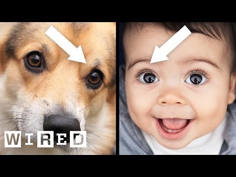 How Puppy Dog Eyes Evolved to Match Humans | WIRED