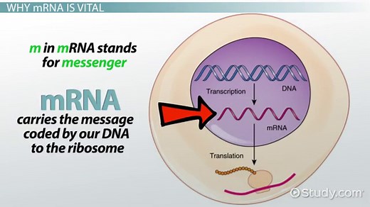 The Role of mRNA in Protein Synthesis | Function & Purpose