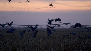 666 reactions · 354 shares | It’s a spectacle 1,000’s of years in the making. Over 600,000 cranes migrate across North American and come to rest along the Platte River in Kearney from February through March, making for one of the largest animal migrations in the world. Get a first hand account on why witnessing the Sandhill Crane migration is the experience of a lifetime. | Visit Kearney | Facebook