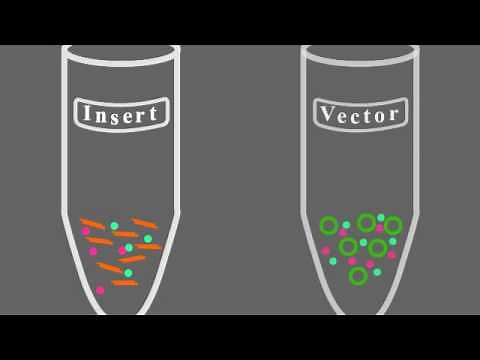Key Steps of Molecular Cloning