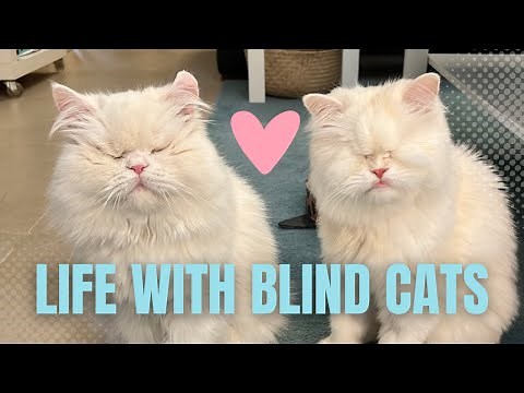 Living with Blind Cats (Tips from Moet the Blind Cat!)