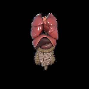 Human Internal Organs - Complete Anatomical 3D Model