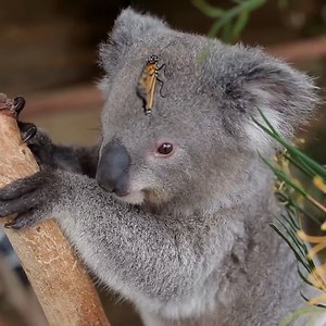 how cute is this? :-) Credit: Symbio Wildlife Park | Roar Wildlife News