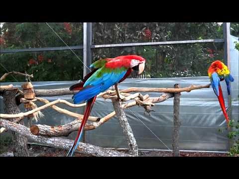 Macaw Parrot Sound