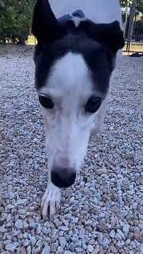 Three whippets have arrived safely at Galgos del Sol via Candy’s Hound Rescue