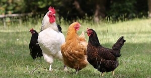 7 Types of Poultry Birds