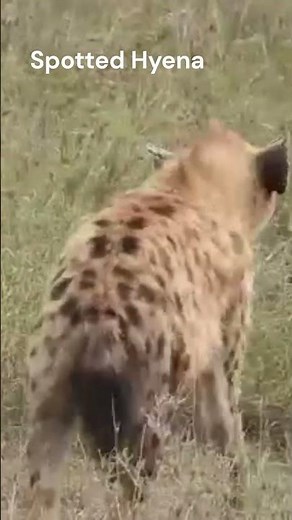 Striped Hyena - National Animal Of Lebanon | Striped Hyena Vs Spotted Hyena