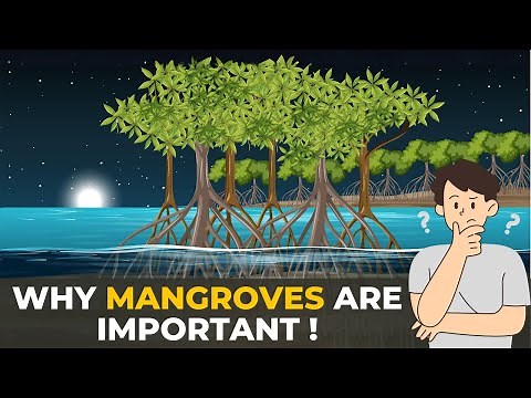 Why Mangroves are Important | Mangrove Forest | Mangroves | The Planet Voice