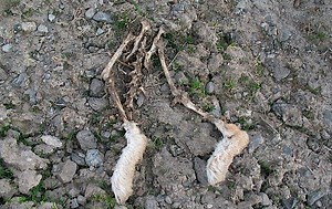 Why are rabbit's feet considered lucky?