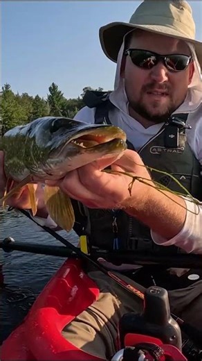 #shorts Northern Pike in the Boundary Waters