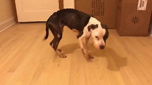 237K views · 10K reactions | TRINITY UPDATE: Trinity is now back...