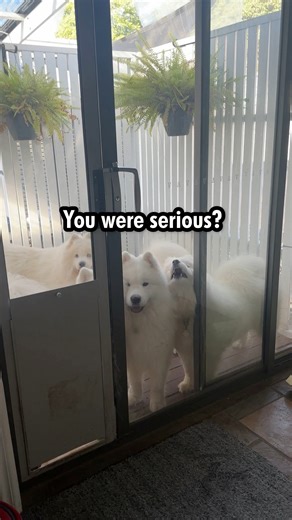 85K views · 4.5K reactions | The dramatics are on full display when the packs feelings are hurt. How dare Karen leave them outside to fend for themselves for FIVE WHOLE MINUTES. They could have starved! The pack don’t like to hide their feelings and require many snugs and snacks to make up for any injustice 藍 | Poppet and the Wolf Pack | Facebook