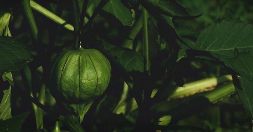 Growing Tomatillos: The Complete Guide to Plant, Grow, and Harvest Tomatillos
