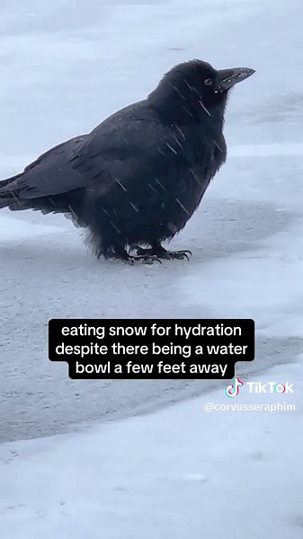 Fat Fluffy Crow Season: Meet Chonk!