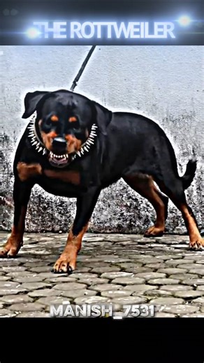 Others In Dog Vs The Rottweiler 🐶 #shorts #ytshorts