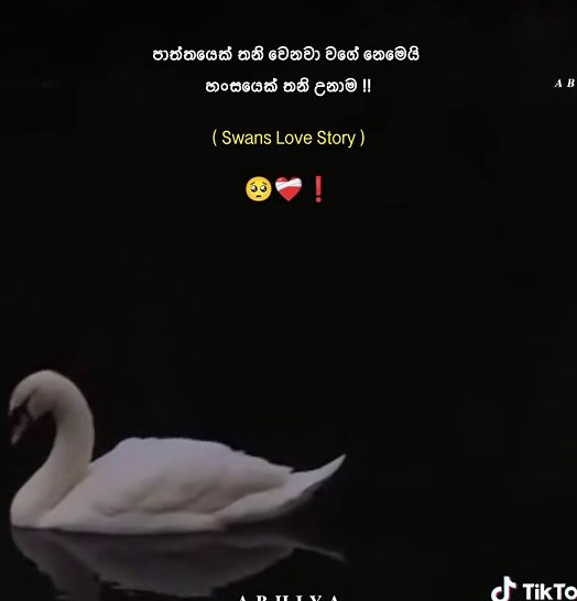 Swan Love Story in Sinhala: A Beautiful Tale