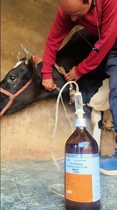 Realistic process for intravenous cannulation in jugular vein by Mathur#hf cow iv