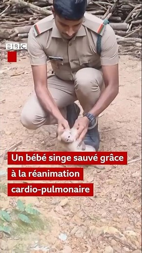 Un bébé singe électrocuté, réanimé par un garde forestier #Inde #Animaux #Singe