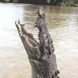 Saltwater Crocodile | The Animal Facts