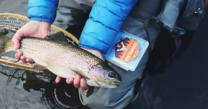 The complete guide to cleaning a fish for beginners