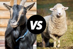 Goats vs. Sheep: Which are Better for Milk Production