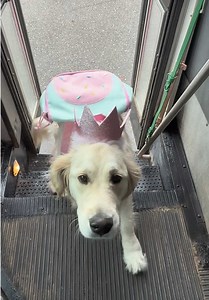 Rush hour on the PawTrips bus: golden retriever edition 🚌🐶🐾 #pawtrips #dog #dogbus #goldenretriever #fyp