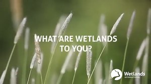 1.3K views · 45 reactions | Wetlands play multiple roles to different living beings and many crucial roles for the wellbeing of nature and humanity. These unique habitats include mangroves, peatlands and marshes, rivers and lakes, deltas, floodplains and flooded forests, rice-fields, and even coral reefs. Healthy wetlands are central to solving the interconnected climate, biodiversity, and water crises. #WetlandConservation #WetlandsMatter | The Convention on Wetlands | Facebook