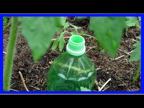 Comment Fabriquer un Arrosage Automatique Pour Tomates Avec une Bouteille.
