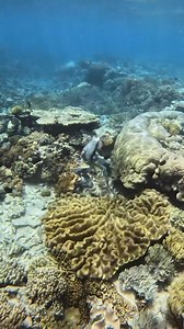 9.6K views · 304 reactions | A rare sight! A Titan Triggerfish...